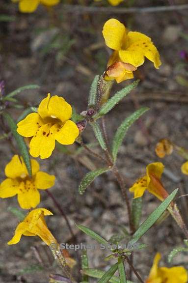 erythranthe montioides 3 graphic